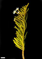 Veronica ochracea. Sprig. Scale = 10 mm.
 Image: M.J. Bayly & A.V. Kellow © Te Papa CC-BY-NC 3.0 NZ